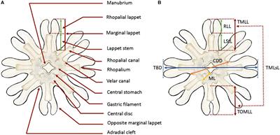 Cnidome and Morphological Features of Pelagia noctiluca (Cnidaria: Scyphozoa) Throughout the Different Life Cycle Stages